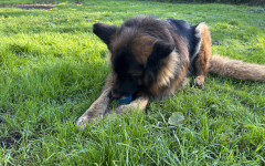 Mufasa (7)