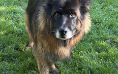 Mufasa (2)