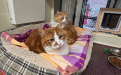 Blade & Mischief (4)