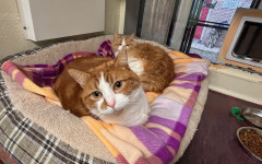 Blade & Mischief (6)