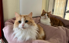 Blade & Mischief (1)