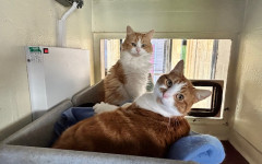 Blade & Mischief (11)