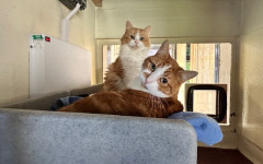 Blade & Mischief (18)