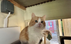 Blade & Mischief (16)