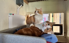 Blade & Mischief (14)