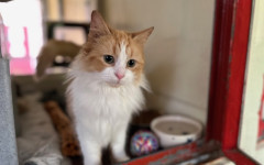 Blade & Mischief (5)