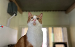 Blade & Mischief (6)