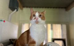 Blade & Mischief (7)