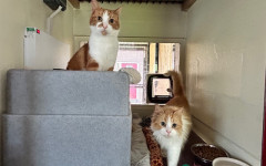 Blade & Mischief (10)