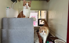 Blade & Mischief (1)