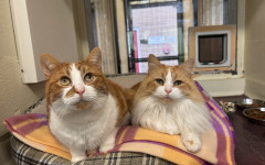 Blade & Mischief (5)