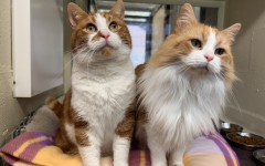 Blade & Mischief (7)