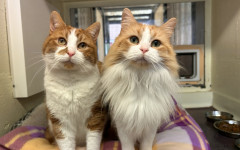 Blade & Mischief (9)