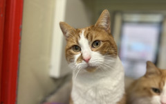 Blade & Mischief (10)