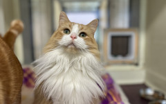 Blade & Mischief (11)