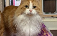 Blade & Mischief (14)