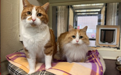 Blade & Mischief (1)