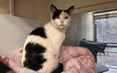 Princess & Dotty (4)