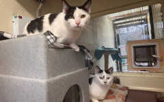 Princess & Dotty (7)