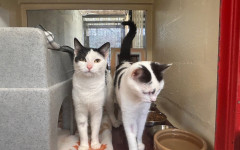 Princess & Dotty (11)