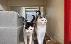 Princess & Dotty (12)