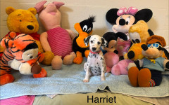 Harriet (1)