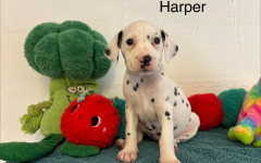 Harper (4)