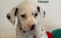 Harper (3)