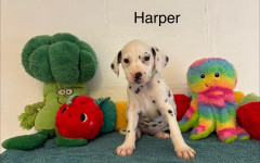 Harper (2)