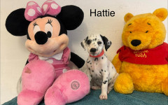 Hattie (5)