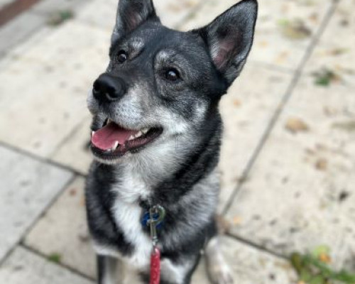 Adoption Fee Update News Thumbnail