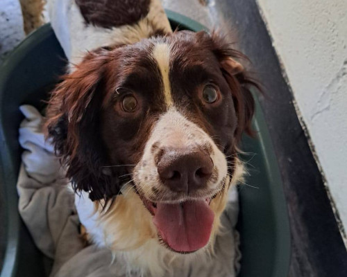 Give Our Rescue Spaniels a New Start