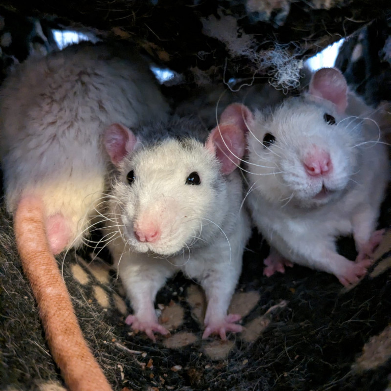 Rats male (4)
