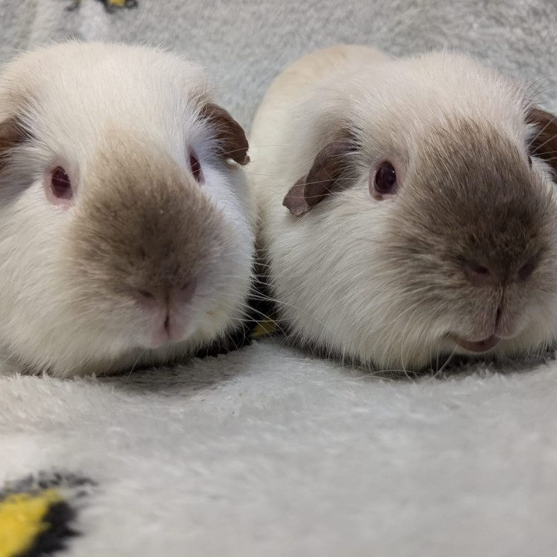 Alister & Oz (2)