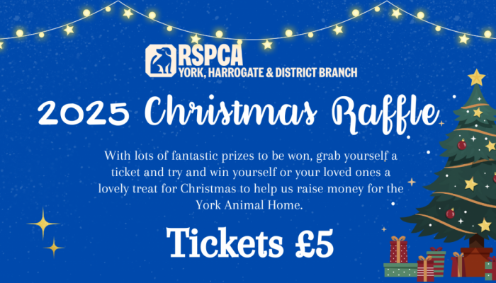 Xmas Raffle Website banner Template