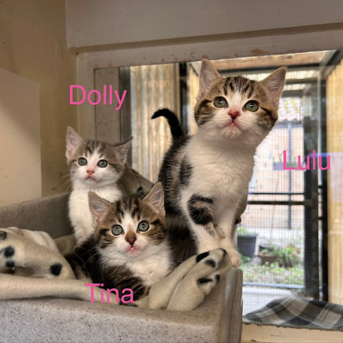 Dolly, Tina & Lulu (1)