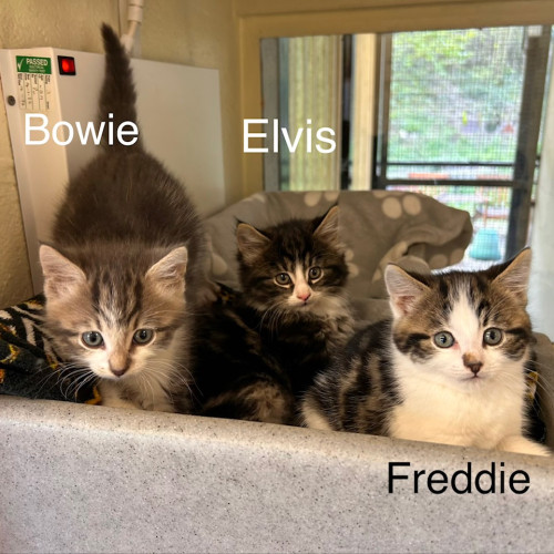 Elvis, Bowie & Freddie (13)