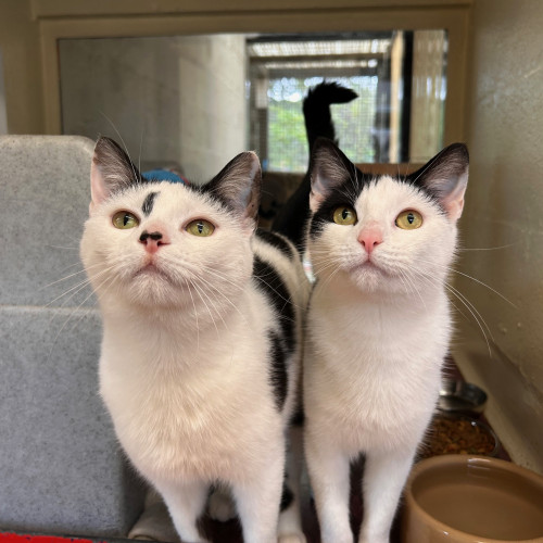 Dotty & Princess (2)