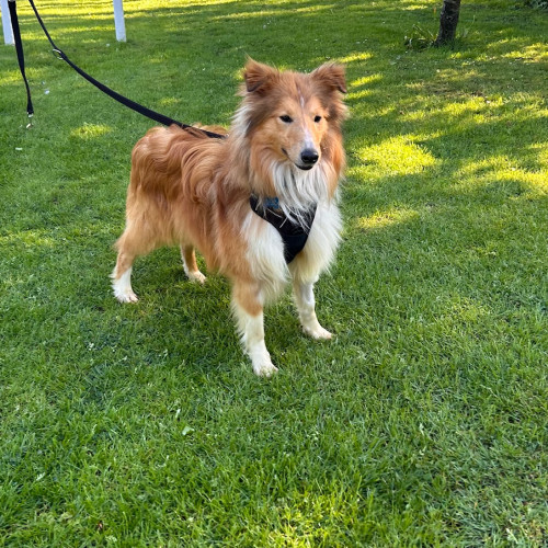 Blaze, a 2 years old male Shetland Sheepdog available for adoption from RSPCA in North Yorkshire
