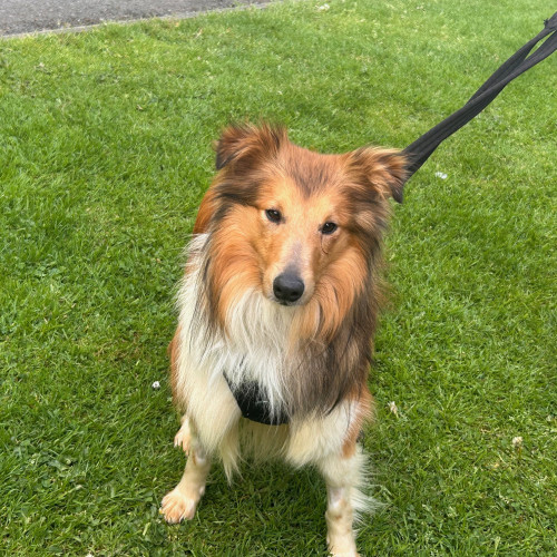 Flame, a 2 years old male Shetland Sheepdog available for adoption from RSPCA in North Yorkshire