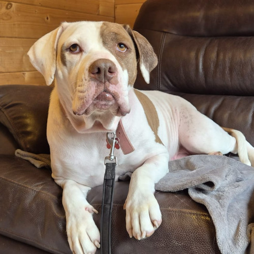 Bonnie, a 8 years old female Bulldog available for adoption from RSPCA in North Yorkshire
