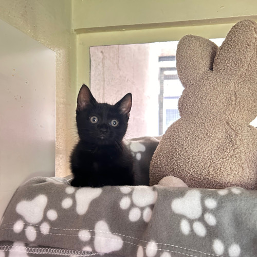 Stella (3)