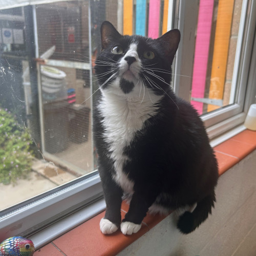 Smudge (14)