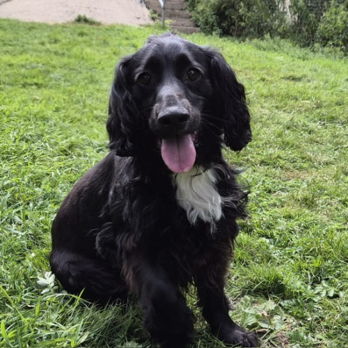 Milo (5)