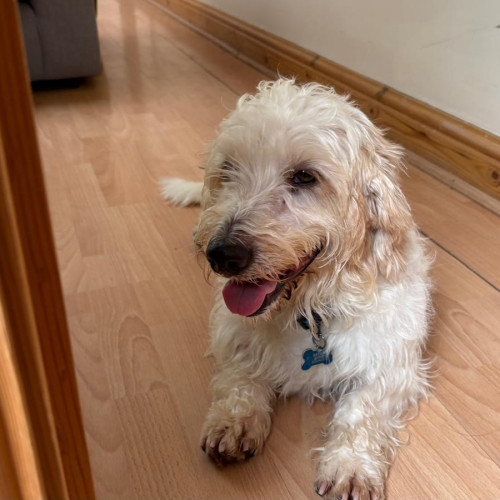 Ollie (2)