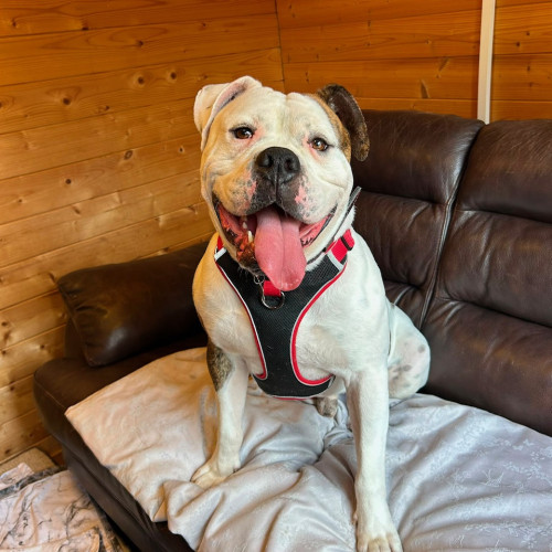 Bronson (2)