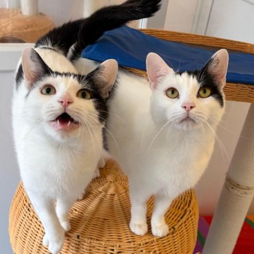 Penny & Poppy