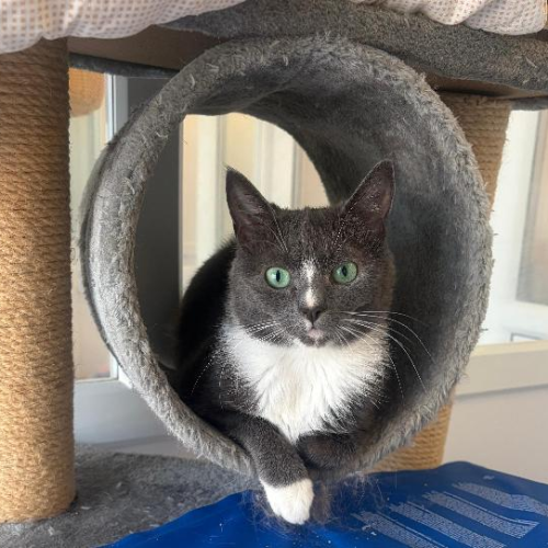 Willow