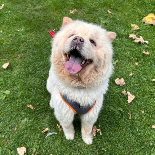 Coco (2)