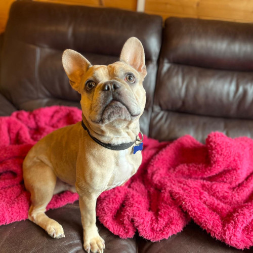 Milo (6)